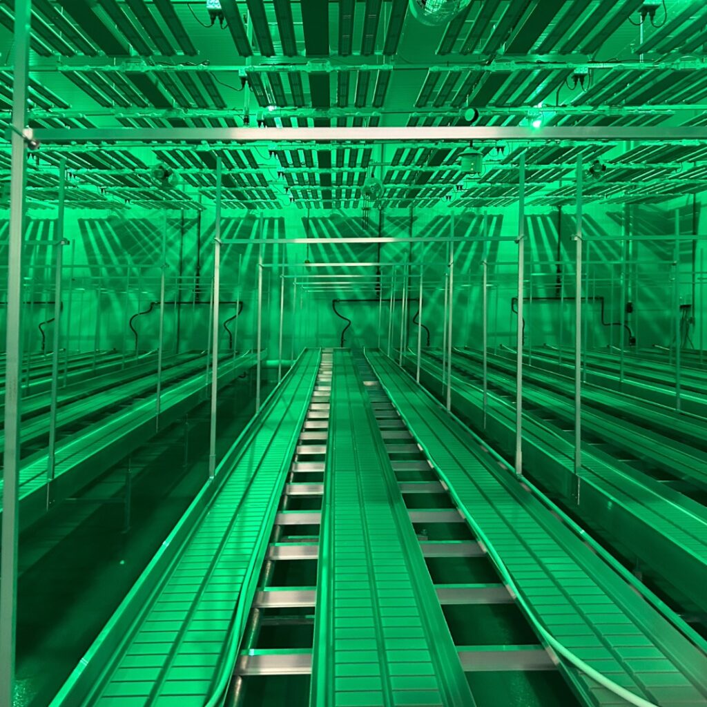Cannabis Grow Room