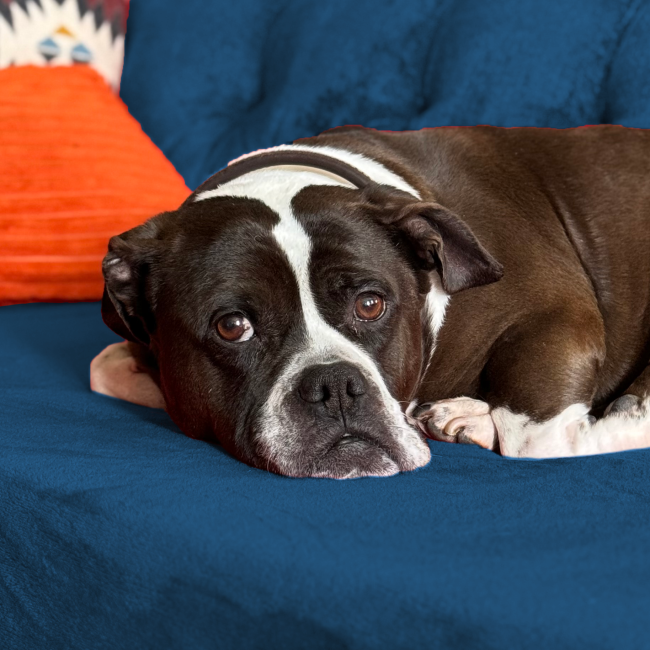 Salvador Dog Portrait